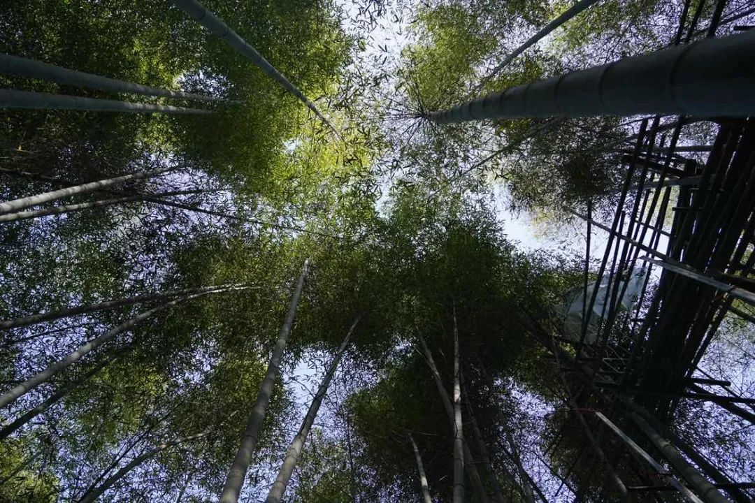 科技助力，讓安吉百萬(wàn)畝的毛竹林變成綠色銀行